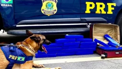 Cão farejador da PRF encontra 20 kg de maconha em bagagem de ônibus na BR-116 — Foto: Divulgação/PRF