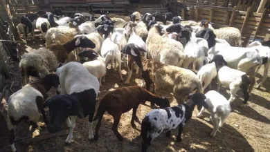 Carneiros à venda na região de Alagoinhas. Foto: Reprodução| Arquivo Pessoal