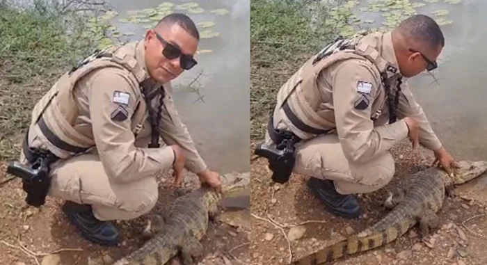 O animal foi capturado pelos policias e solto, com cuidado, em seu habitat natural - Foto: Reprodução/Vídeo