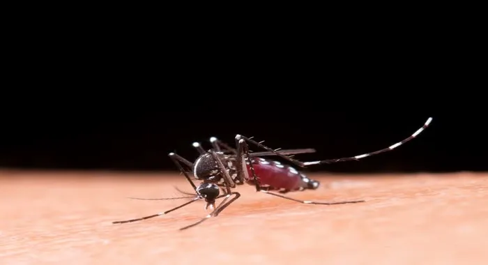 Aedes aegypti é o transmissor da chikungunya, dengue, Zika e febre amarela — Foto: Reprodução/Freepik