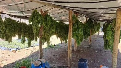 Sete homens são presos suspeitos de liderar laboratório de maconha- Foto: Reprodução/SSP-BA